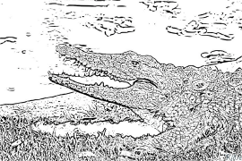 crocodile Coloring Pages To Print